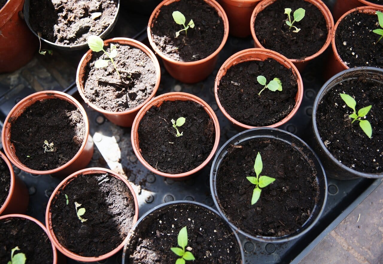 Новости - Февральский агрофитнес: превращаем квартиру в Эдем и растим еду назло супермаркетам новости