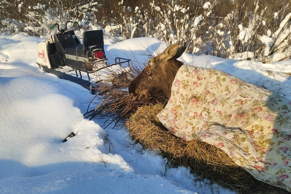 Новости - В Ярославской области местные жители выходили провалившегося под лед лося новости