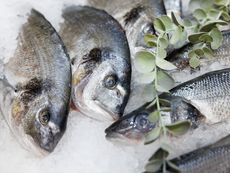 Новости - Владычица морская: Как Беларусь без выхода к океану стала главной рыбной державой для России новости