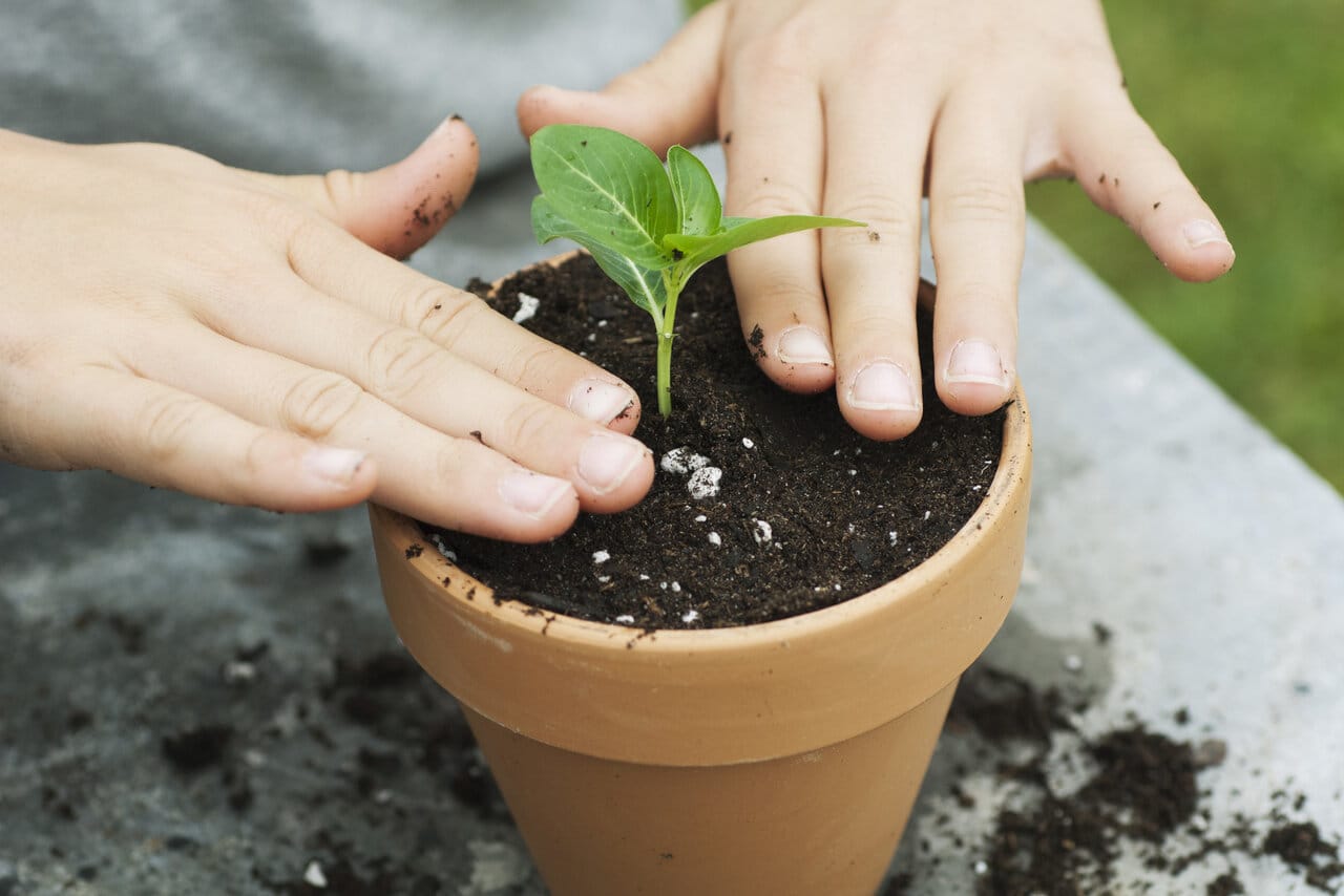 Новости - Февральский агрофитнес: превращаем квартиру в Эдем и растим еду назло супермаркетам новости