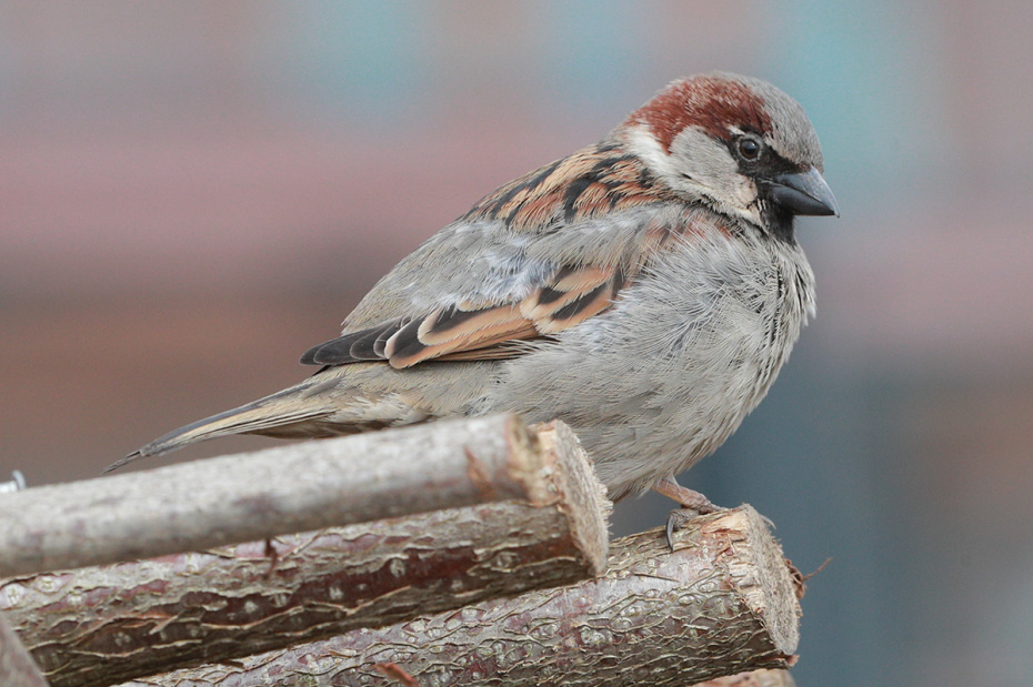 Новости - Воробьиный исход: Почему исчезают главные хулиганы наших дворов и при чем тут евроремонт? новости