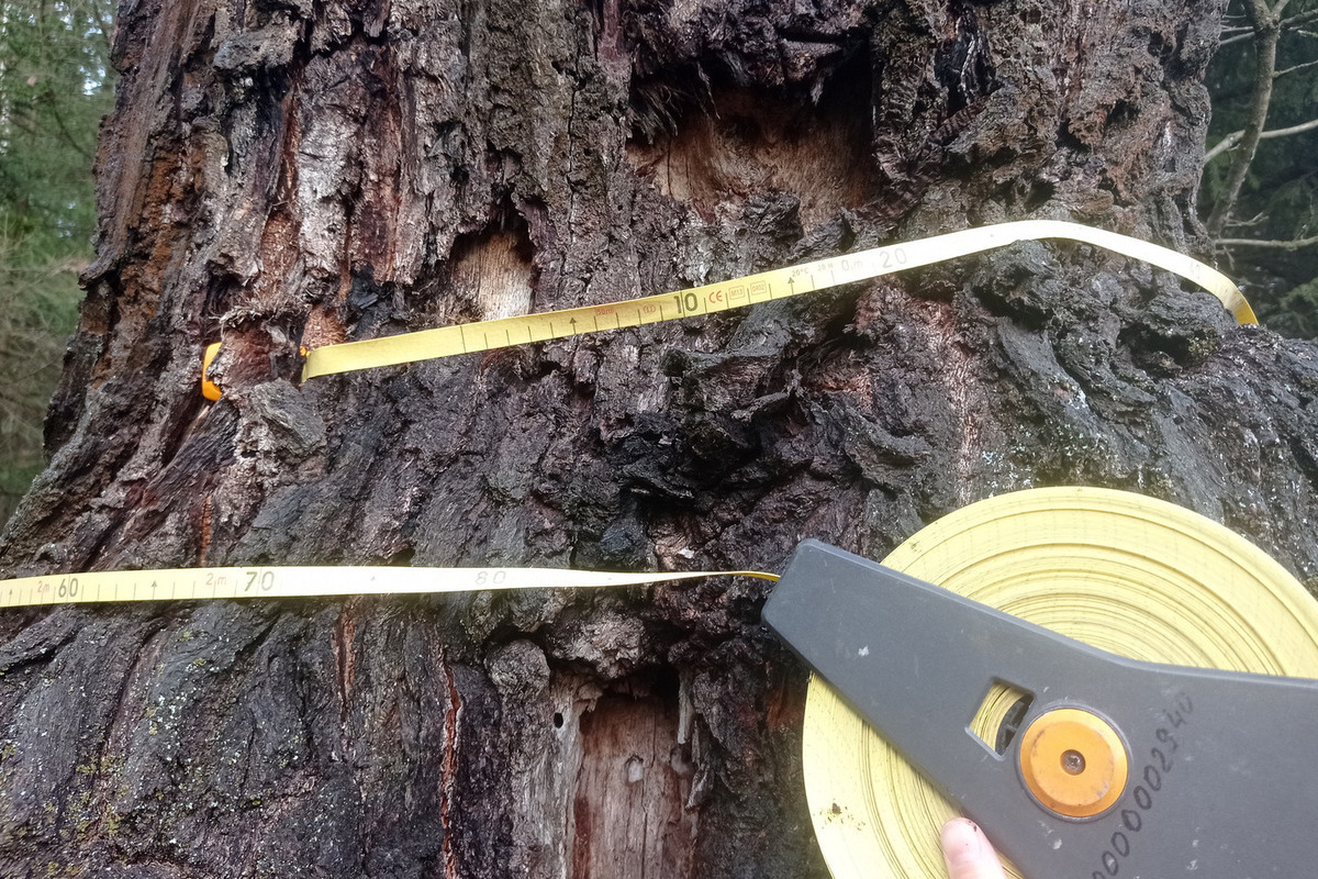 Новости - Зеленый патриарх и тайна «Девочки с персиками»: Подмосковный дуб признан живым памятником истории новости