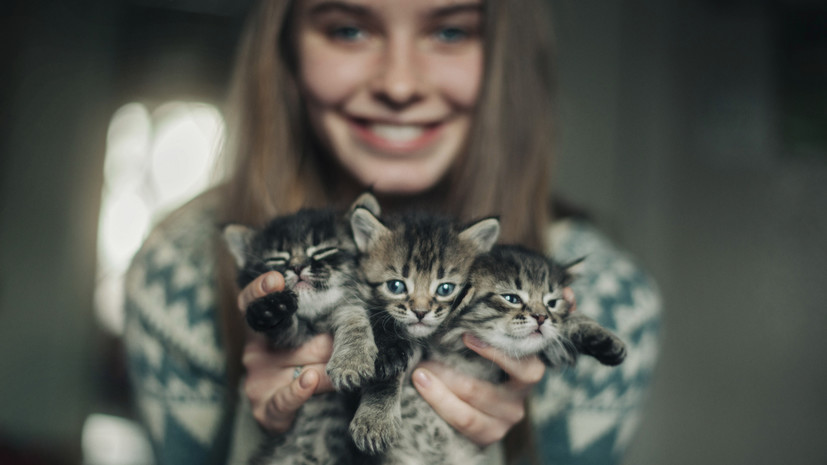 Новости - Усатая сверхдержава: Россия официально признана мировой столицей котиков и поставщиком уюта новости