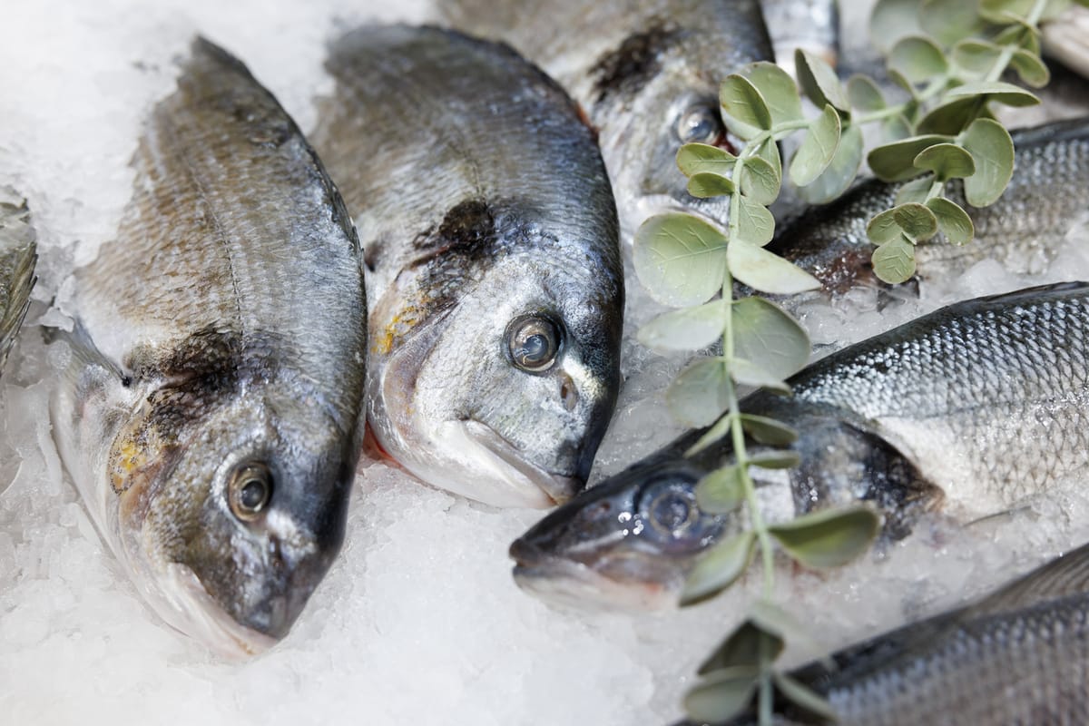 Новости - Владычица морская: Как Беларусь без выхода к океану стала главной рыбной державой для России новости