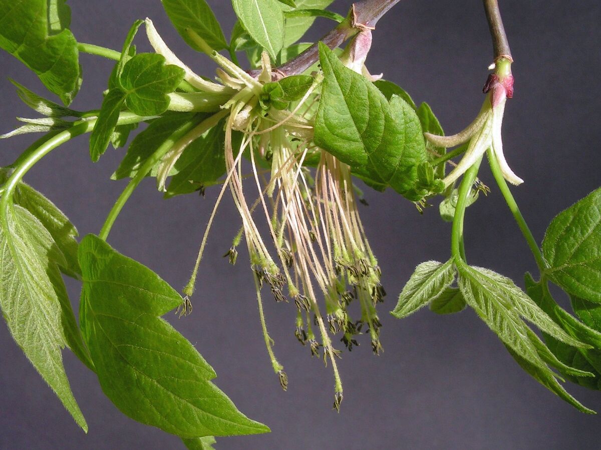 Новости - Зеленый диверсант: как американский клен притворился другом и почему его теперь боятся даже лесники новости