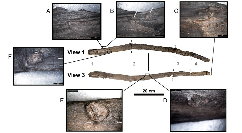 Новости - Сенсация из болота: В Греции откопали «гаджеты» предков, которые прочнее современной ипотеки новости