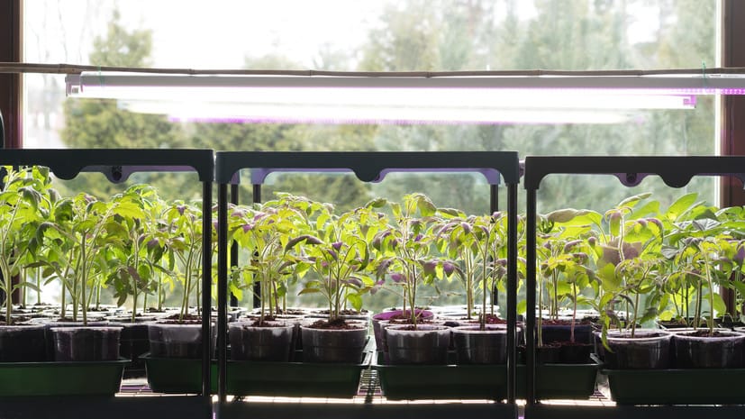 Новости - Февральский агрофитнес: превращаем квартиру в Эдем и растим еду назло супермаркетам новости