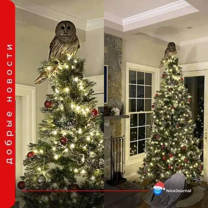 Волшебство, пришедшее с небес: 