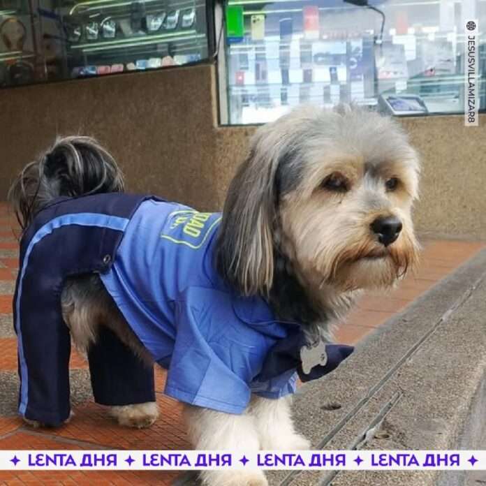 Загляните в мир, где модники и модницы в шоковой заморозке, а стиль забирает призы в номинации «Лучший косплей четвёртого соседа... - новости