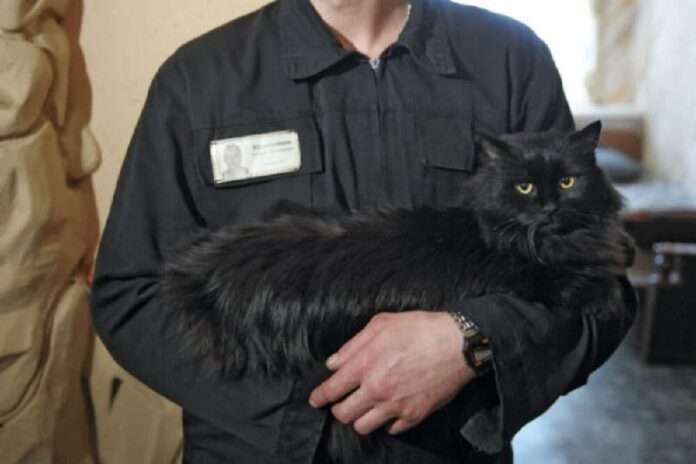 Коты в тюрьме: осужденные за пушистую эйфорию! - новости