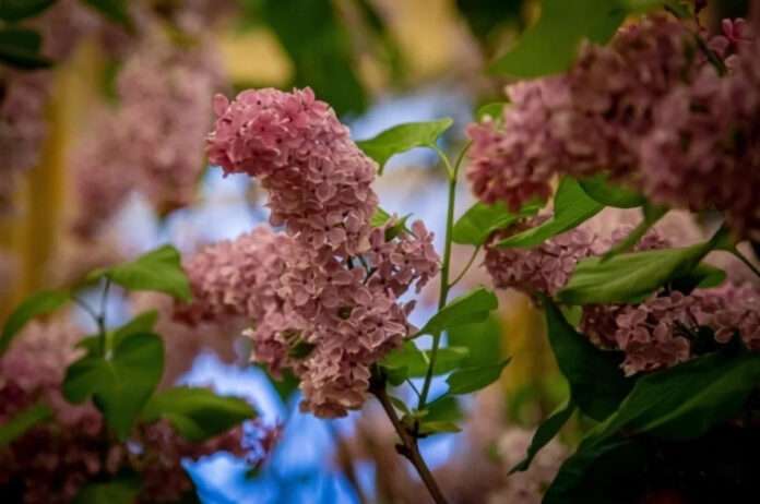 Сирень в январе: Привет от весны 🌸 - новости
