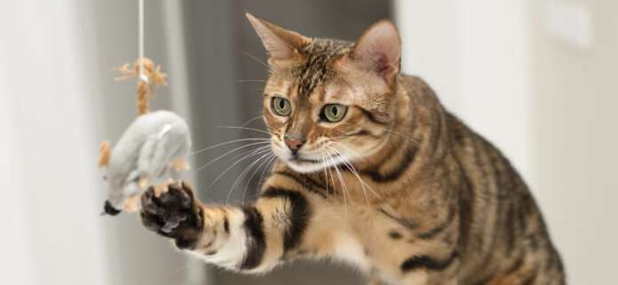 Когда котик на кухне, значит, на выходных всё будет просто супер! 😂 На самом деле, как говорит пословица: 