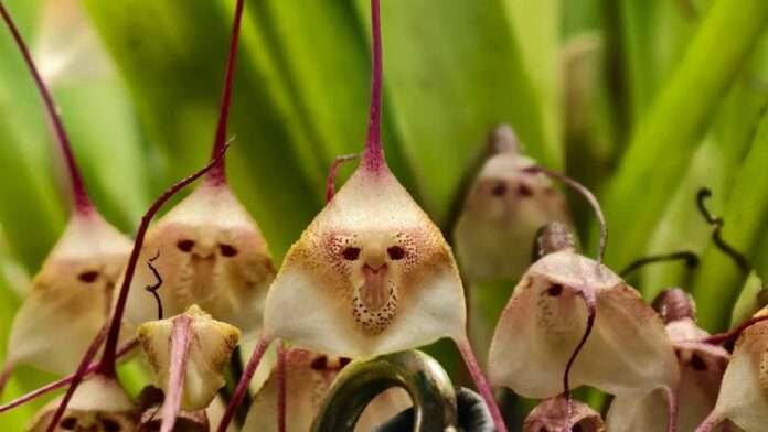 Растительное зодчество в центре внимания: орхидея-вампир распустилась в Москве - новости