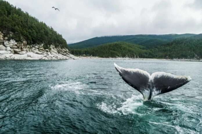 В британском флоте разразился очередной комический случай, ставший настоящей изюминкой новостей дня! Вместо того чтобы заниматьс... - новости