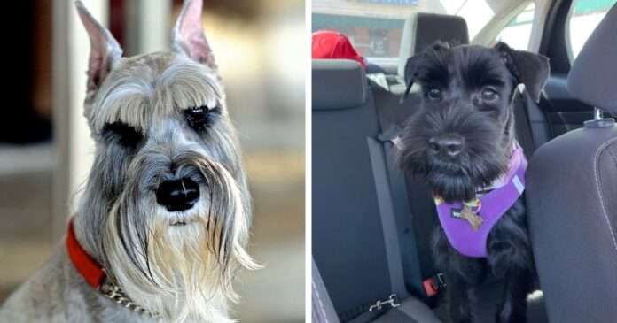 Собака на вершине мира: когда ваш питомец — реальный экстремал! 🐕✈️ - новости