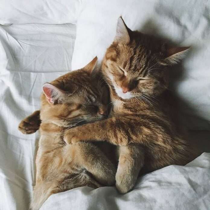 На днях в свежих новостях дня стало известно, что Артемии, Алексеи, Григории и Фёдоры, как настоящие рыцари на белом коне, были ... - новости