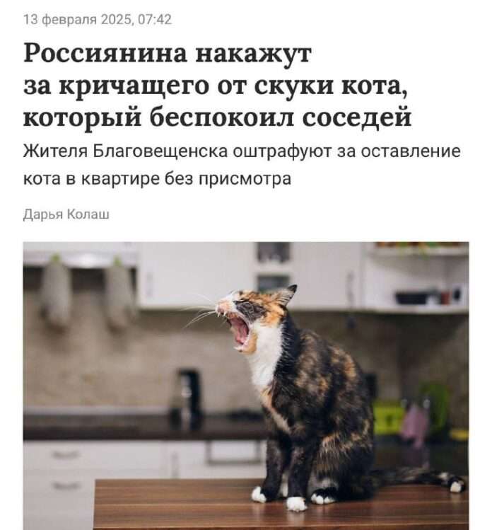 Забавные новости: россиянина оштрафуют за громкое мяуканье кота - новости