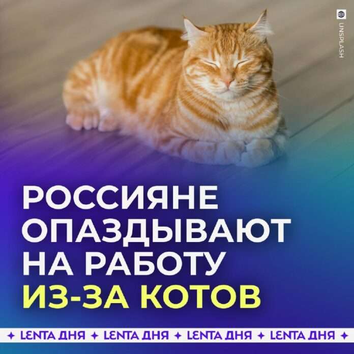 Котики - тайные агенты безработицы в России. - новости