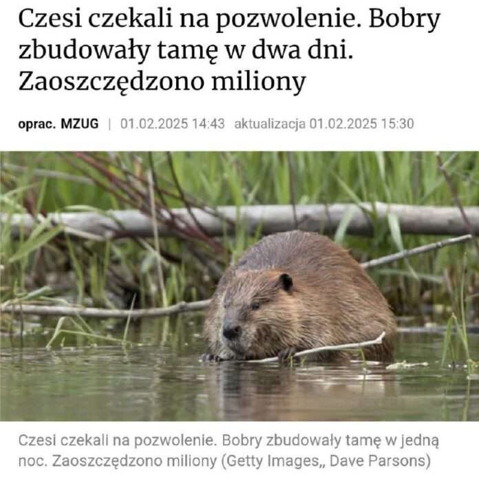 В свежих новостях дня из Чехии, где природа иногда вмешивается в дела людские, рассказ о бобрах заставляет покраснеть всех чинов... - новости