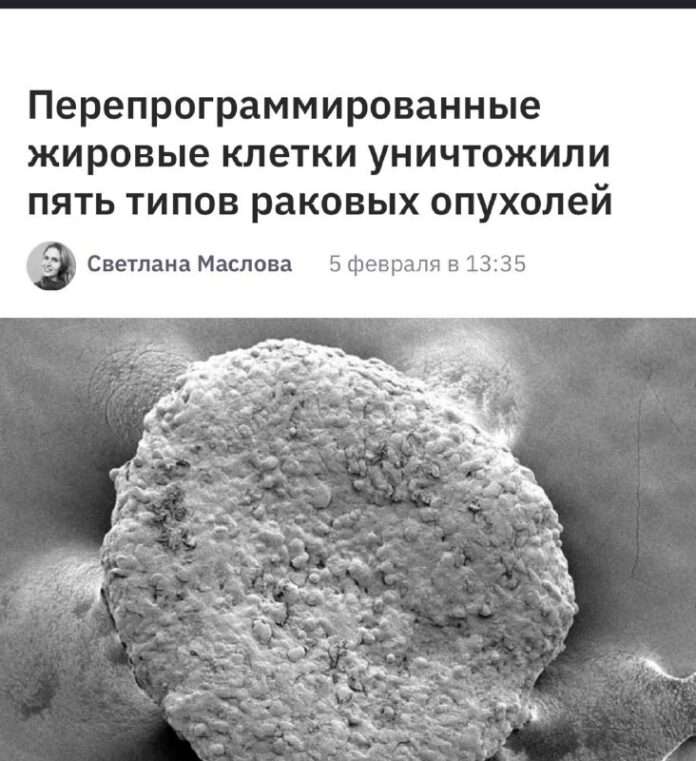 Забавные новости: жир превратили в супер-рак! - новости