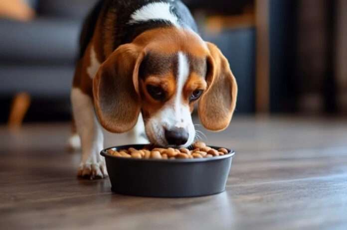 Собачий гуру учит, как кормить Шарика морковкой вместо корма. - новости