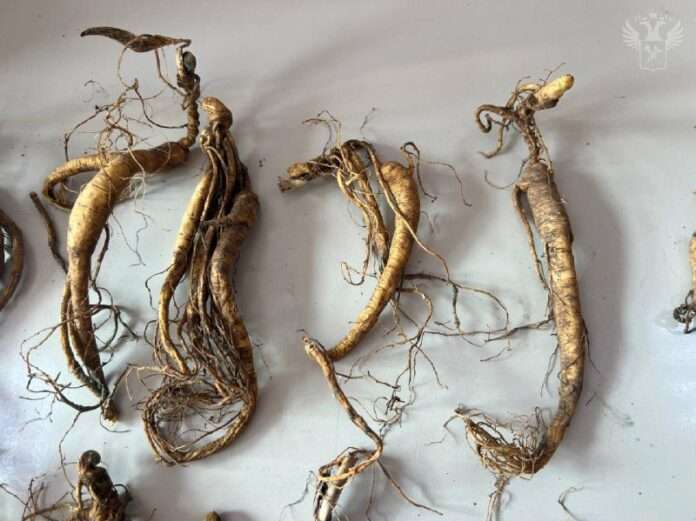 🤯Мужчина попытался вывезти из России в Китай женьшень в трусах - новости