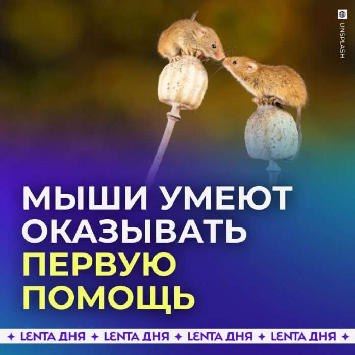Мыши-спасатели?  Подвальные новости спешат сообщить об открытии века! - новости