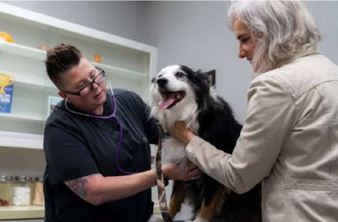 Собачки бессмертны? Скоро узнаем из бульварных новостей! - новости