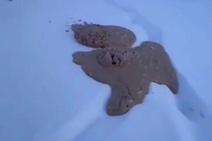 Убойные новости из Якутии: оленевод откопал что-то непонятное! - новости