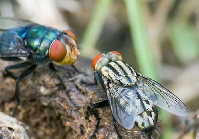 🪰В Швеции мух приравняют к домашним животным - новости