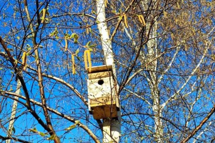 ​Завершается вторая фаза клинических испытаний вакцины от аллергии на березу - новости