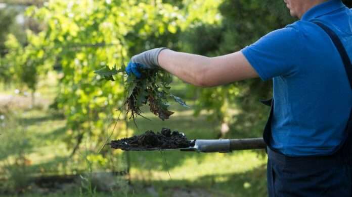 ​Ученые нашли в России способный разрушать фундаменты домов сорняк - новости