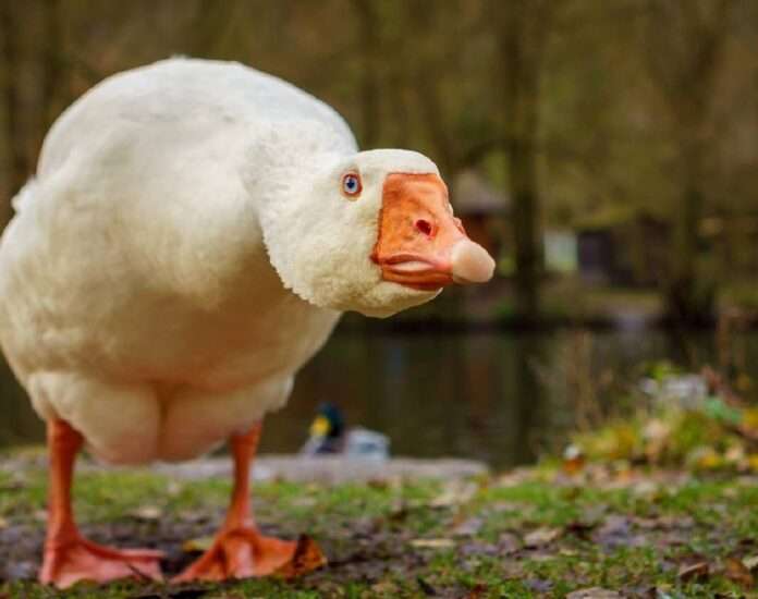 🇨🇦Минобороны Канады выпустило для сотрудников рекомендации на случай встречи с агрессивными гусями - новости