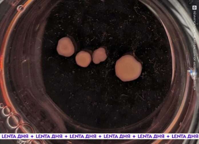 🤯 Учёные оживили мозг композитора и заставили создавать новую музыку. - новости