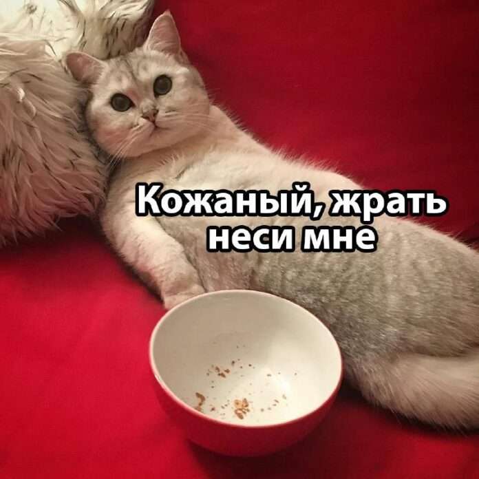 Язык животных переведут на человеческий. - новости