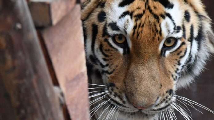 Трогательное прощание: в Приморье на волю выпустили двух амурских тигрят - новости