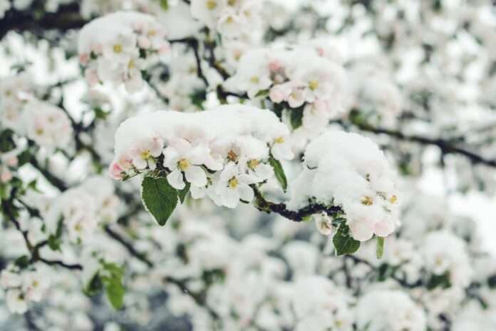 ​Как холодная погода повлияет на урожай - новости