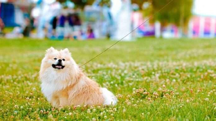 Владельцев и любителей животных ждут на фестивале «Лапки» в Москве - новости