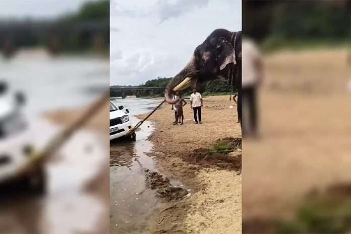 Видео: в Индии слон-эвакуатор вытянул застрявший в реке внедорожник Toyota - новости