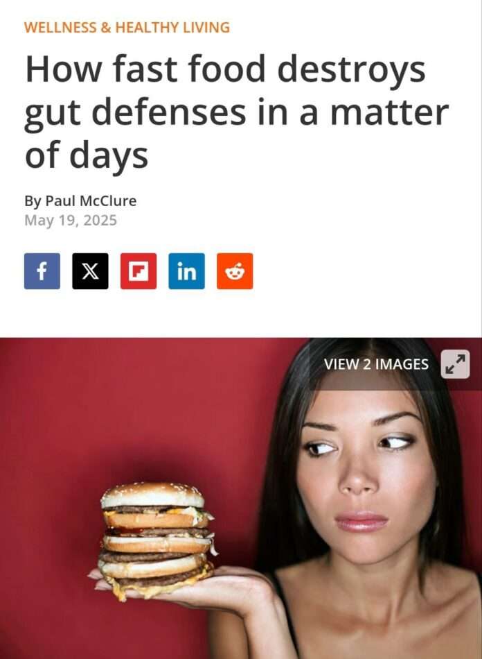 Бургеры «убивают» кишечник уже на 2-3 день: учёные из США доказали, что фастфуд ведёт к скрытому воспалению, которое вы даже не ... - новости
