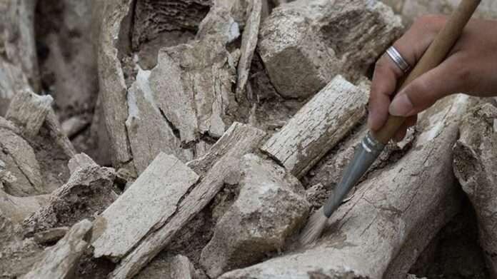 ​Кости людей эпохи палеолита нашли в районе Красноярска - новости