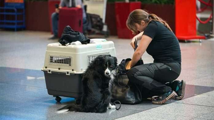 ​Эксперт указала на важные нюансы при планировании путешествия с животными - новости