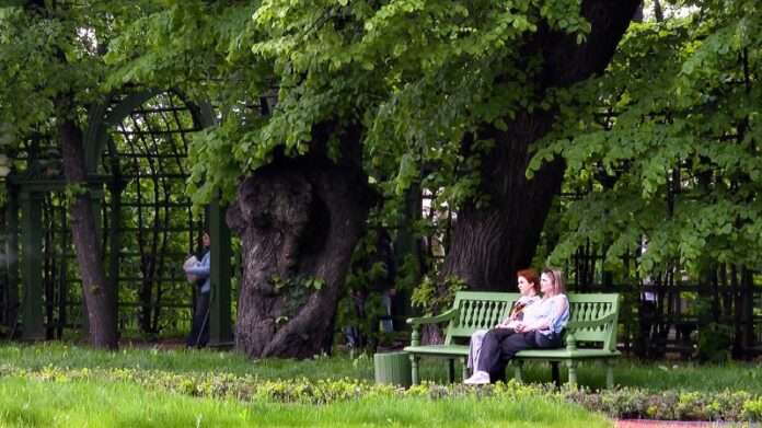 Спасение зеленых: зачем липам и дубам делают томографию в Петербурге - новости