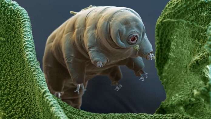 ​Самое живучее существо на планете - новости