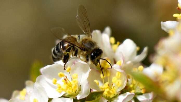 ​Эксперт рассказала о возможных последствиях при укусе пчелы - новости