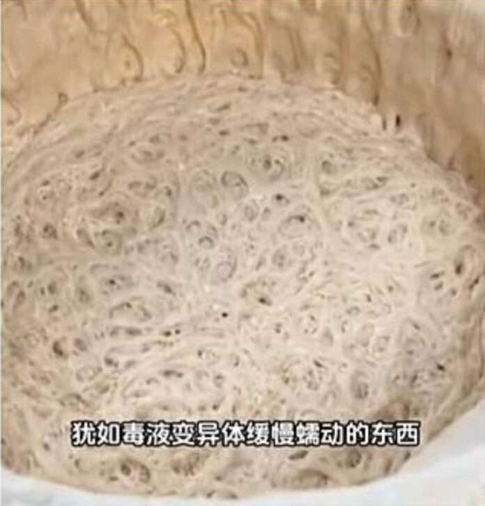 🇨🇳В Китае люди начали заводить дрожжи в качестве домашних питомцев - новости