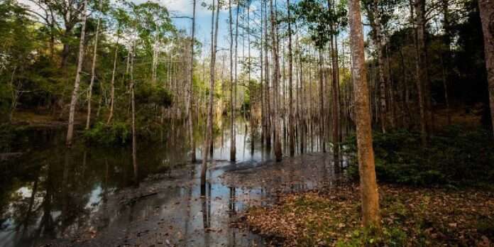 Бизнес «по сусанински» - новости