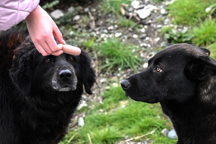 ​В Госдуму внесут проект о запрете подкармливать животных около многоэтажек - новости