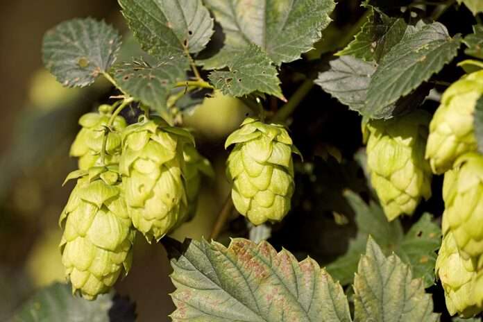 ​Россия наполовину заместит импортный хмель к 2030 году. Чем объясняется срок и сколько нужно времени на восстановление хмелевод... - новости
