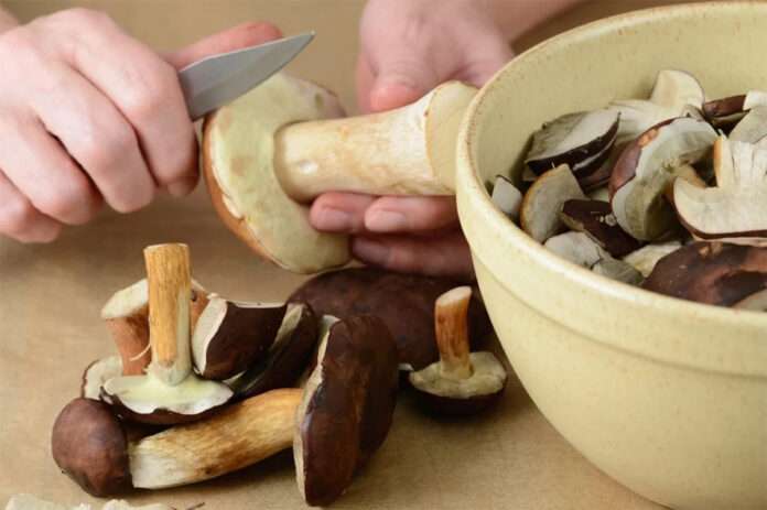 ​Миколог Дьяков назвал главную опасность собранных в городе грибов - новости